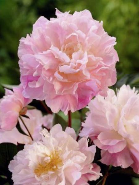 Pivoine de Chine 'Catharina Fontjin'