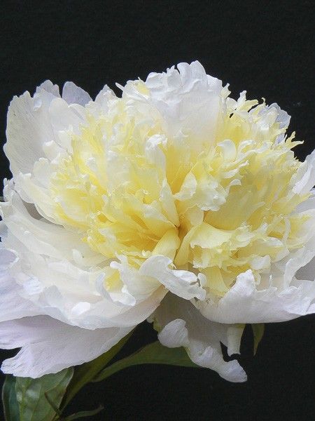 Pivoine de Chine 'Cheddar Cheese'