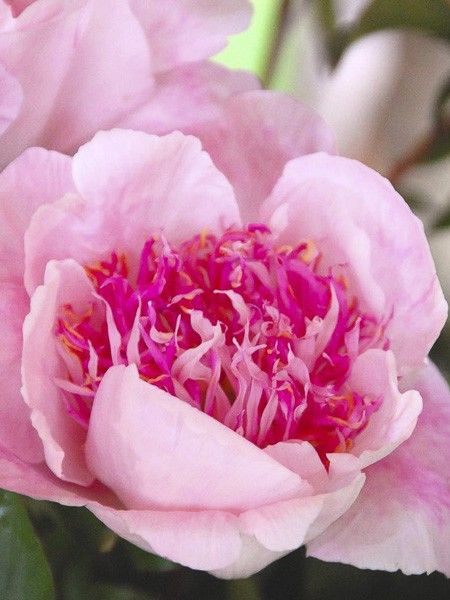Pivoine de Chine 'Do Tell'