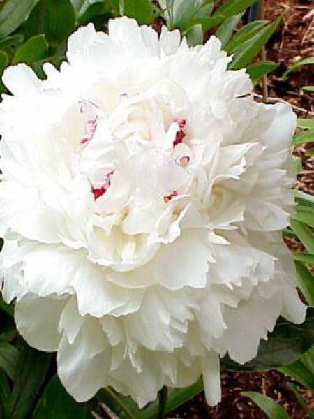 Pivoine de Chine 'Festiva Maxima'