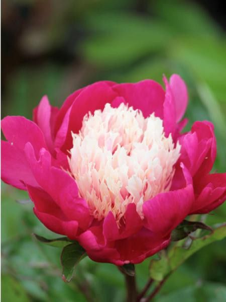 Pivoine de Chine 'Gay paree'