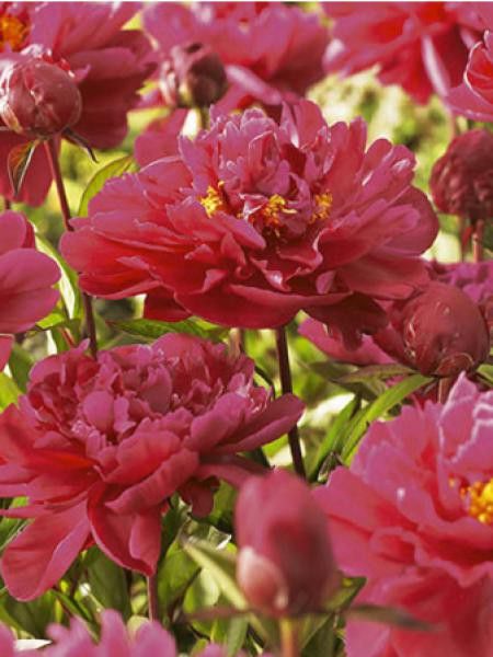 Pivoine de Chine 'General Mac Mahon'