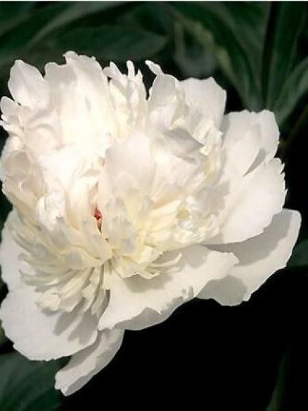 Pivoine de Chine 'Immaculée'