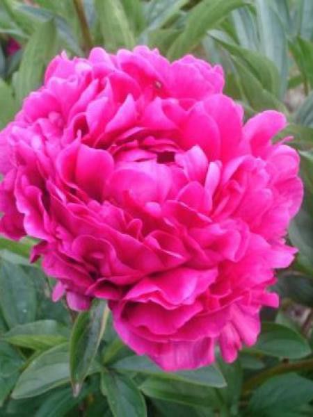 Pivoine de Chine 'Inspecteur Lavergne'