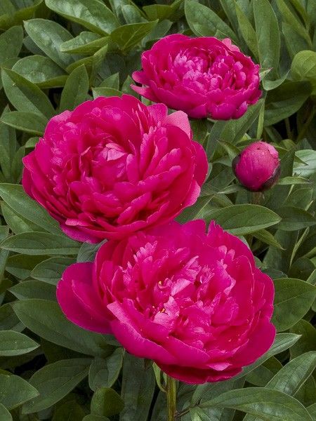 Pivoine de Chine 'Kansas'