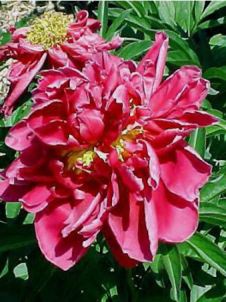 Pivoine de Chine 'Karl Rosenfield'