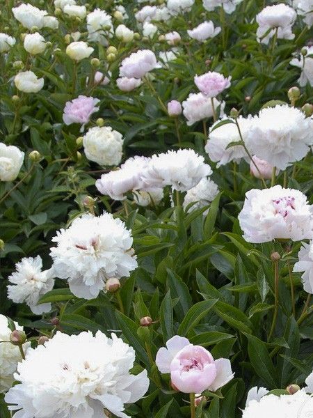 Pivoine de Chine 'Lady Alexandra Duff'