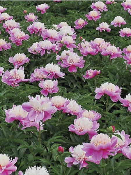 Pivoine de Chine 'Lady liberty'