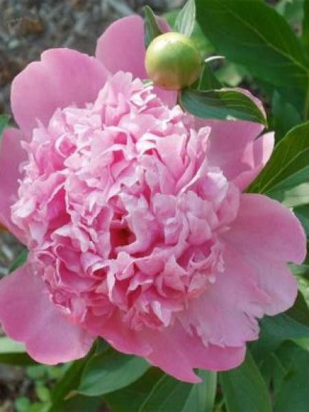 Pivoine de Chine 'Monsieur Jules Elie'