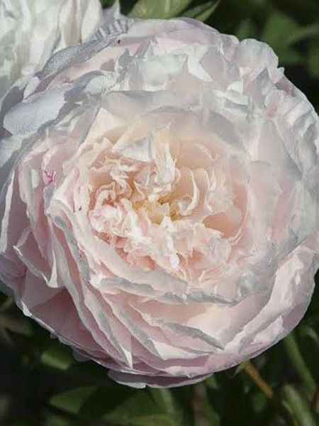 Pivoine de Chine 'Mother's Choice'