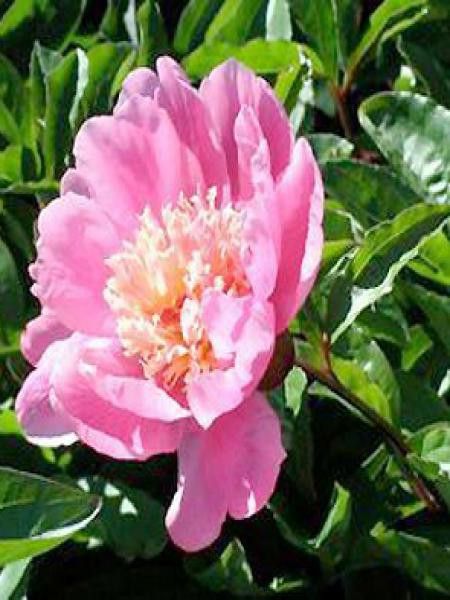 Pivoine de Chine 'Nymphe'