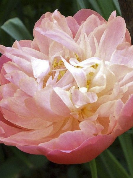 Pivoine de Chine 'Pink Hawaiian Coral'