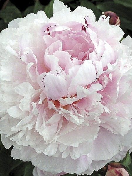 Pivoine de Chine 'Président Taft'