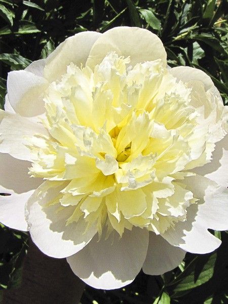 Pivoine de Chine 'Primevère '