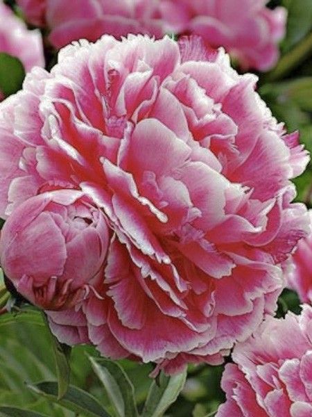 Pivoine de Chine 'Reine Wilhelmina'