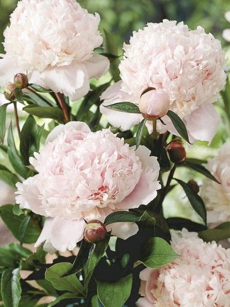 Pivoine de Chine 'Solange'