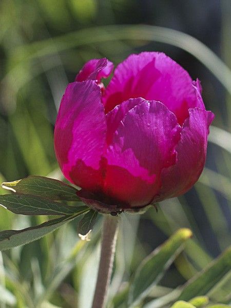 Pivoine des montagnes