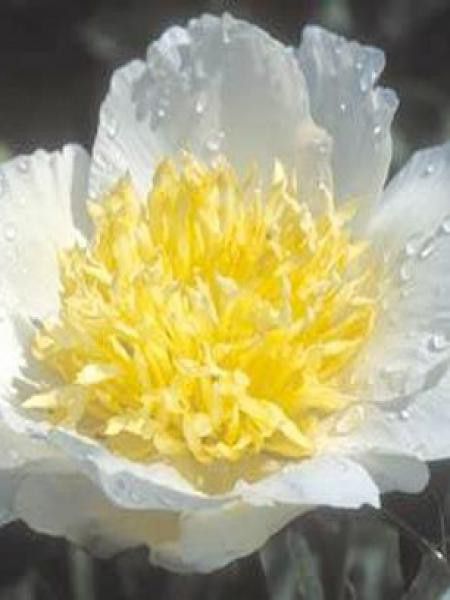 Pivoine japonaise 'Jan Van Leeuwen'