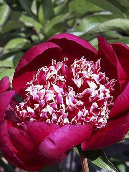 Pivoine japonaise 'Nippon Beauty'