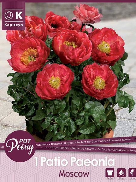Pivoine 'Moscow'