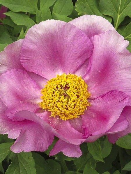 Pivoine officinale 'Mollis '
