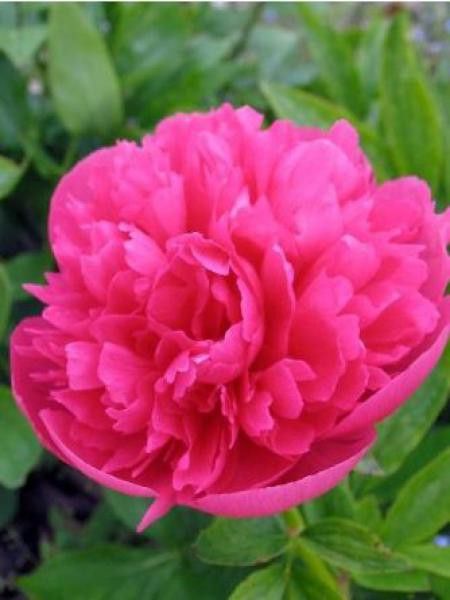 Pivoine officinale 'Rosea Plena'