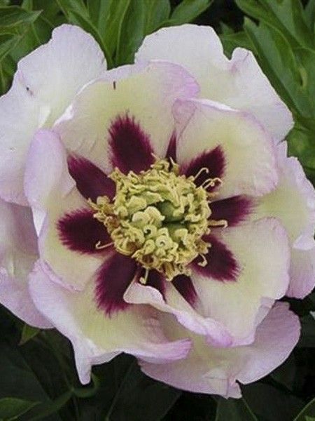 Pivoine 'Pastel Splendor'