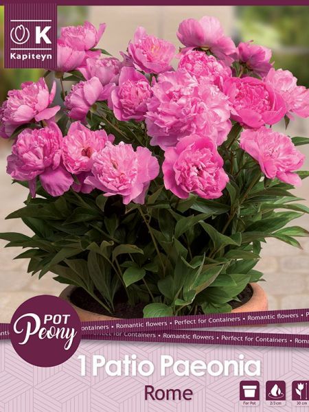 Pivoine 'Rome'