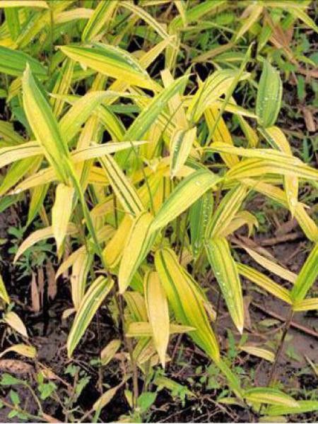 Pleioblastus auricoma 