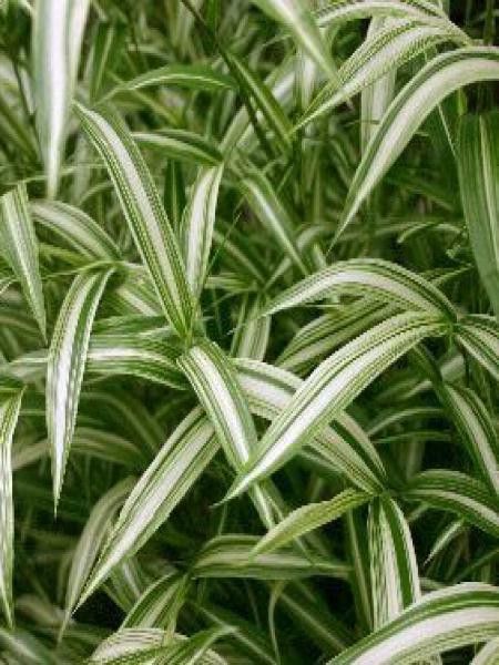 Pleioblastus chino 'Tsuboi'