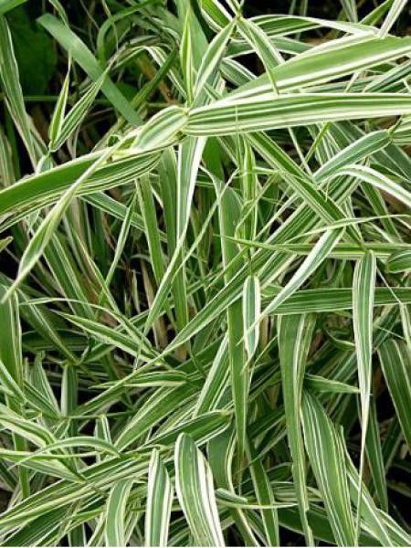 Pleioblastus fortunei 'Variegata'