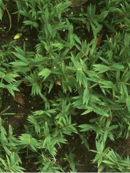 Pleioblastus pygmaeus