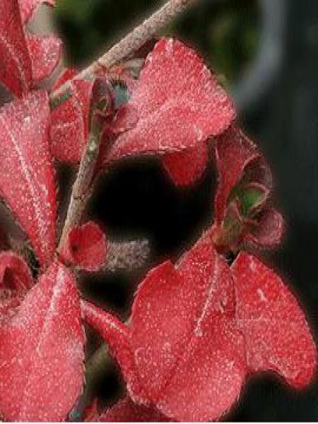 Plumbago de l'Himalaya