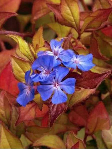 Plumbago de Wilmott