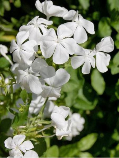 Plumbago du Cap 'Alba'