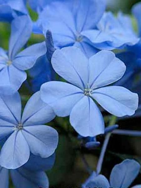 Plumbago du Cap 'Dark Blue'