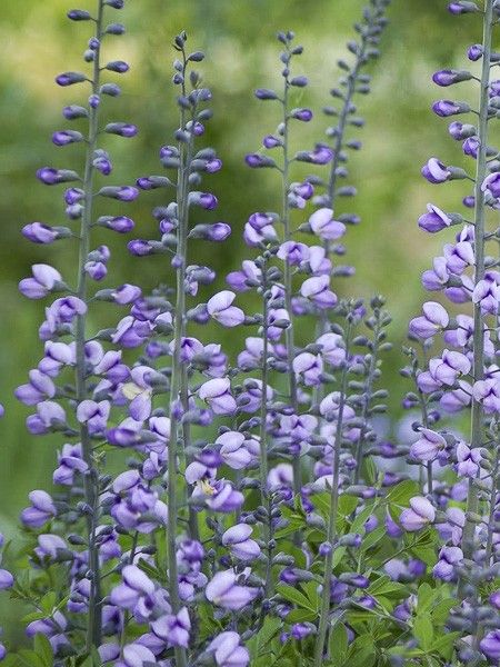 Podalyre 'Purple Smoke'