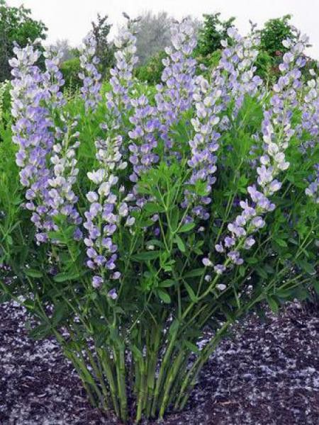 Podalyre 'Starlight Prairieblues'