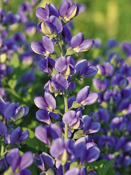 Podalyre Decadence® 'Blueberry Sundae'