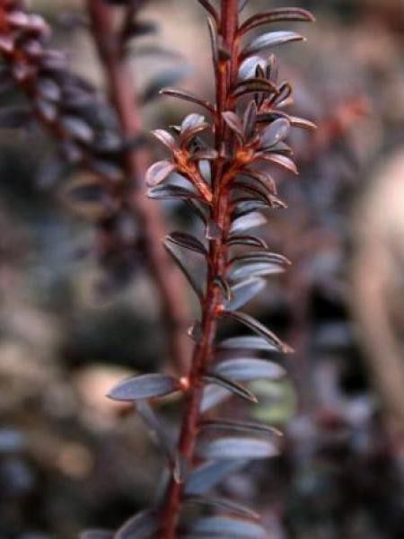 Podocarpus  'Chocolate Box'