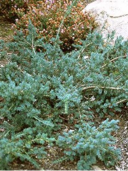 Podocarpus lawrencii 'Blue Gem'