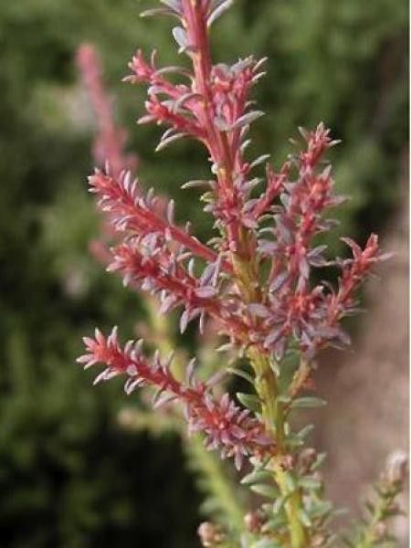 Podocarpus lawrencii 'Red Tip'