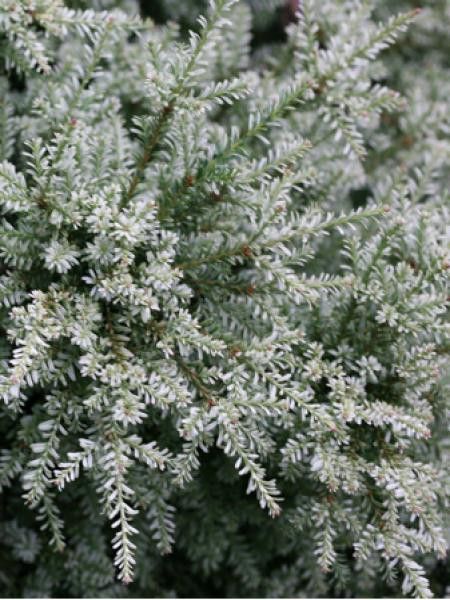 Podocarpus nivalis 'Kilworth cream'