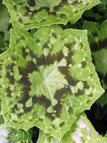 Podophylle  'Kaleidoscope'®