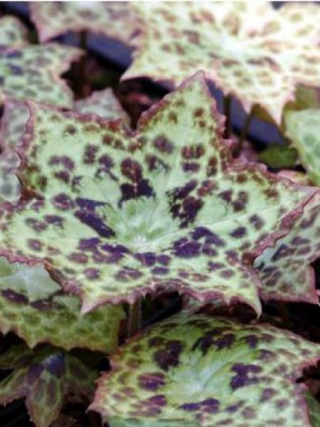 Podophylle  'Spotty Dotty'®