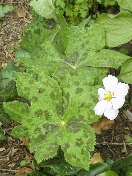 Podophyllum hexandrum