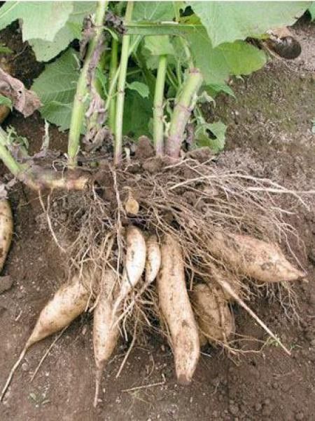 Poire de terre, Yacon