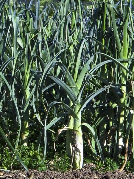 Poireau 'Blauwgroene Winter - Bandit'