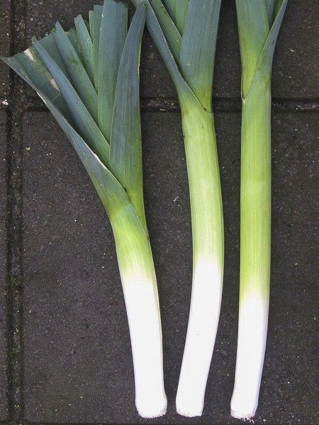 Poireau 'Farinto'