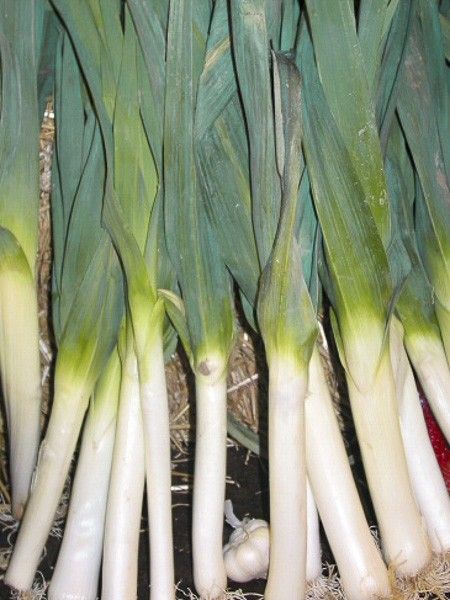 Poireau 'Furor'